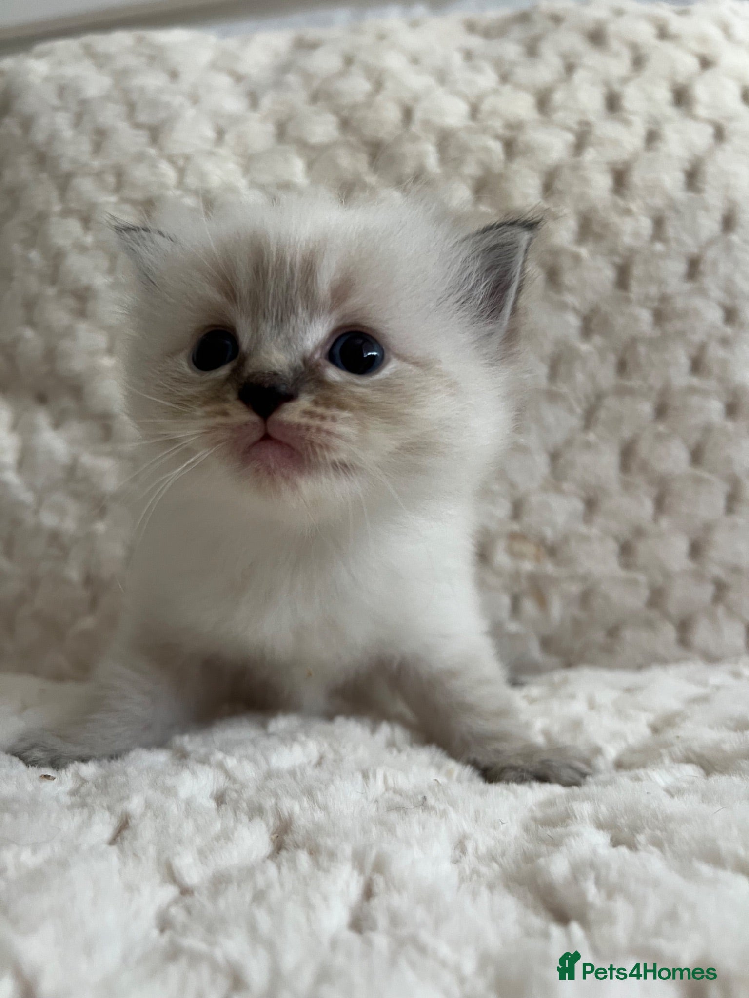Ragdoll cats Ragdoll kittens ready September  - Advert 2
