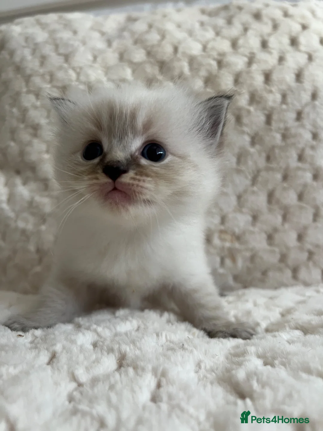 Ragdoll cats for sale: Ragdoll kittens ready September  - Advert 2