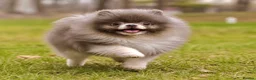 Pomeranian dogs for stud: Rare lilac parti 1.1kg Pomeranian stud  - Advert 2