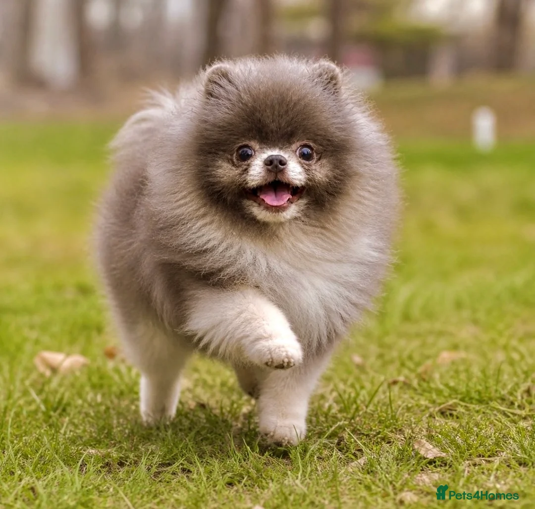 Pomeranian dogs for stud: Rare lilac parti 1.1kg Pomeranian stud  - Advert 2