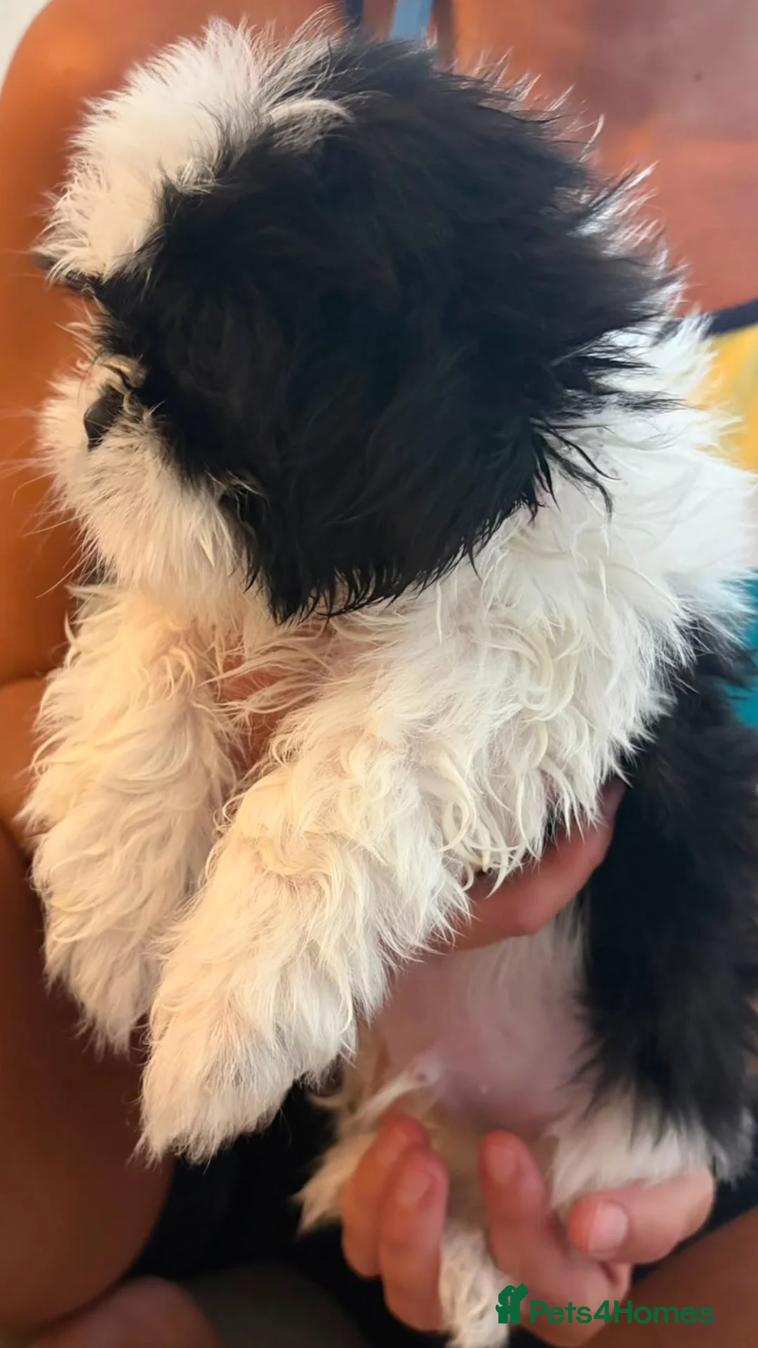 Shih Tzu dogs for sale: Shih tzu  - Advert 2