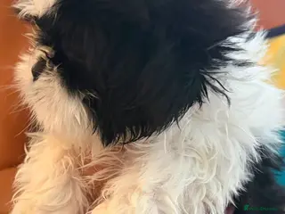 Shih Tzu dogs Shih tzu - Advert 13
