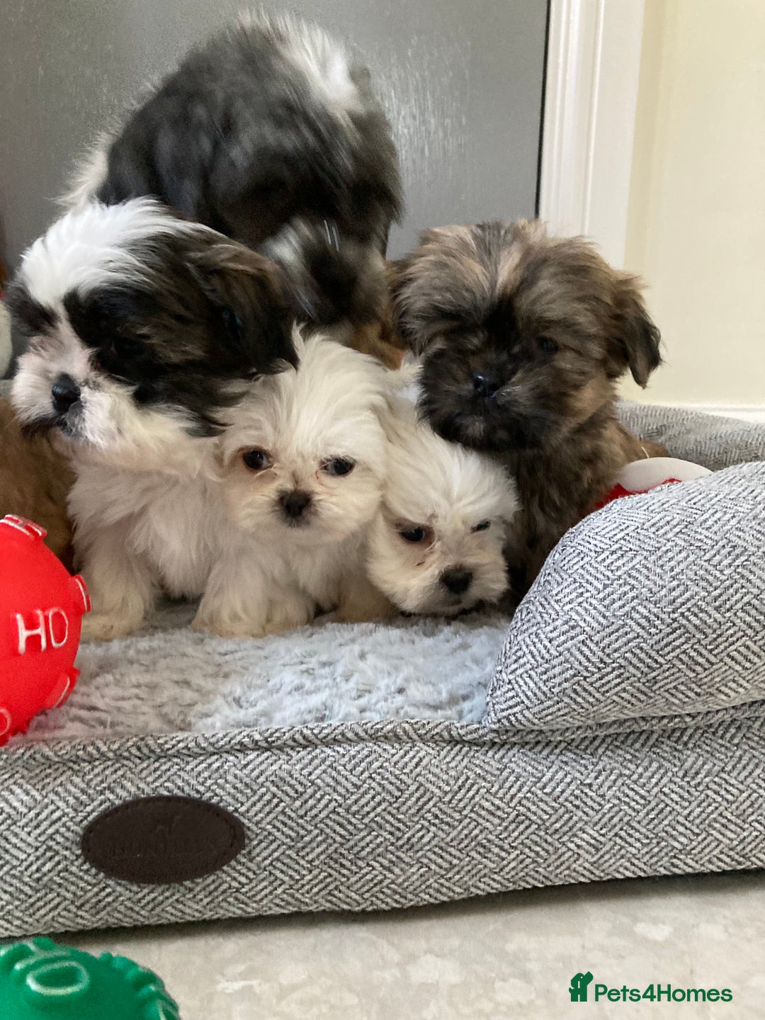 Shih Tzu dogs for sale: Beautiful Shiah tzu puppies  - Advert 4