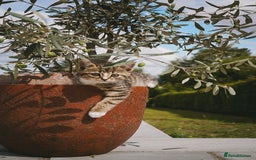 Mixed Breed cats for sale: Gorgeous kittens for sale  - Image 35