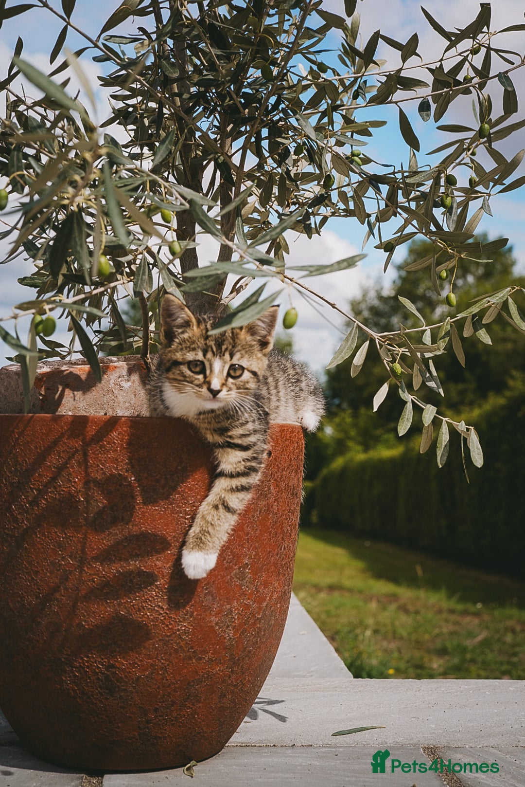 Mixed Breed cats for sale: Gorgeous kittens for sale  - Image 35