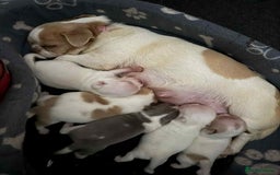 Chihuahua dogs for sale: Kc registered chihuahua pups  - Image 8