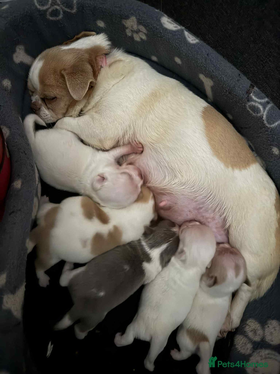 Chihuahua dogs for sale: Kc registered chihuahua pups  - Image 8