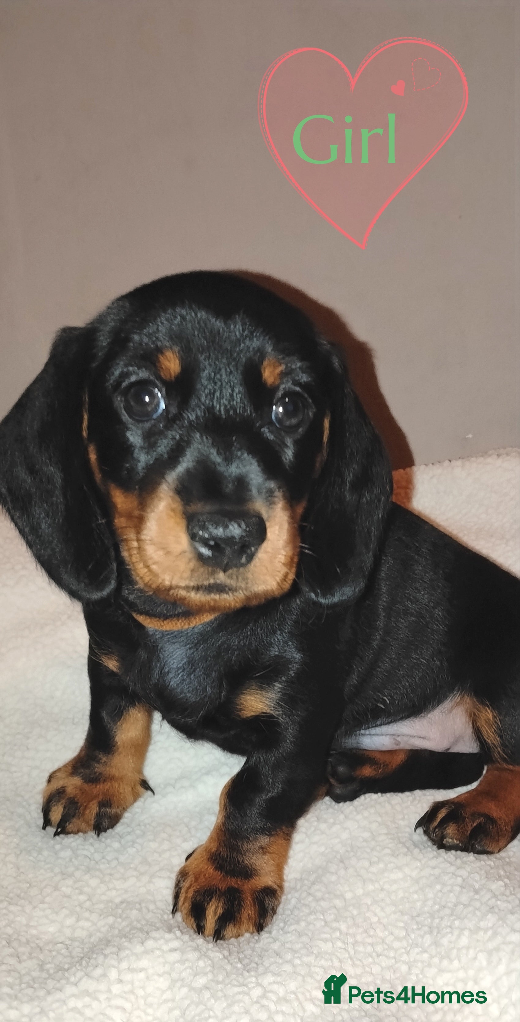 Dachshund dogs Dachshund Puppies  - Advert 18