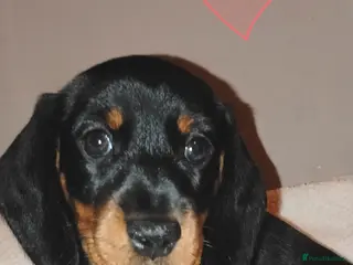 Dachshund dogs Dachshund Puppies - Advert 18