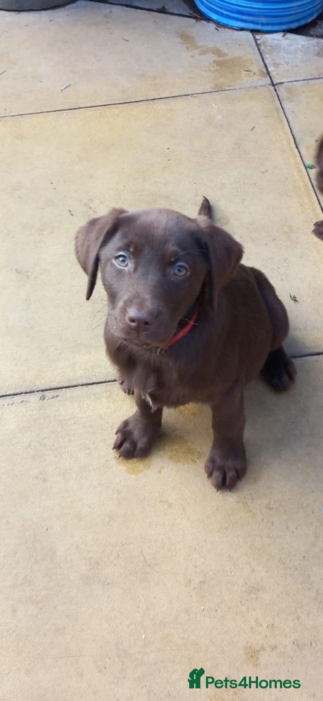 Labrador Retriever dogs for sale: Outstanding litter of Chocolate Labradors  - Advert 6