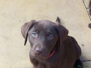 Labrador Retriever dogs Outstanding health tested Chocolate Labradors - Advert 16