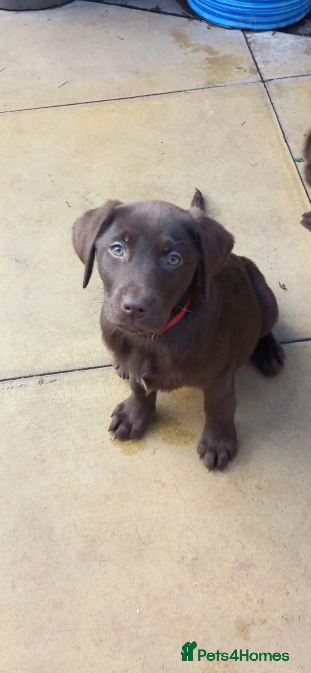 Labrador Retriever dogs for sale: Outstanding health tested Chocolate Labradors  - Advert 1