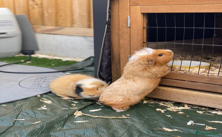 Guinea Pig rodents - Advert 4