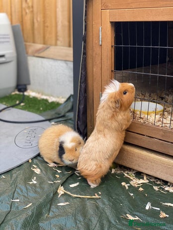 Guinea Pig rodents - Advert 17