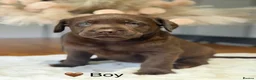 Labrador Retriever dogs for sale: Exceptionally health tested Kc reg Labrador pups - Advert 19