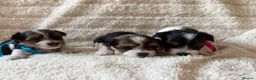Biewer Terrier dogs for sale: Beautiful Biewer Terriers - Advert 8