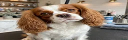 Cavalier King Charles Spaniel dogs for stud: BLENHEIM*CHOCOLATE CARRIER🍊🍫 - Advert 2