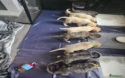 Mixed Breed dogs for sale: PEBBLES LEFTGerman shepherd cross puppies - Image 3