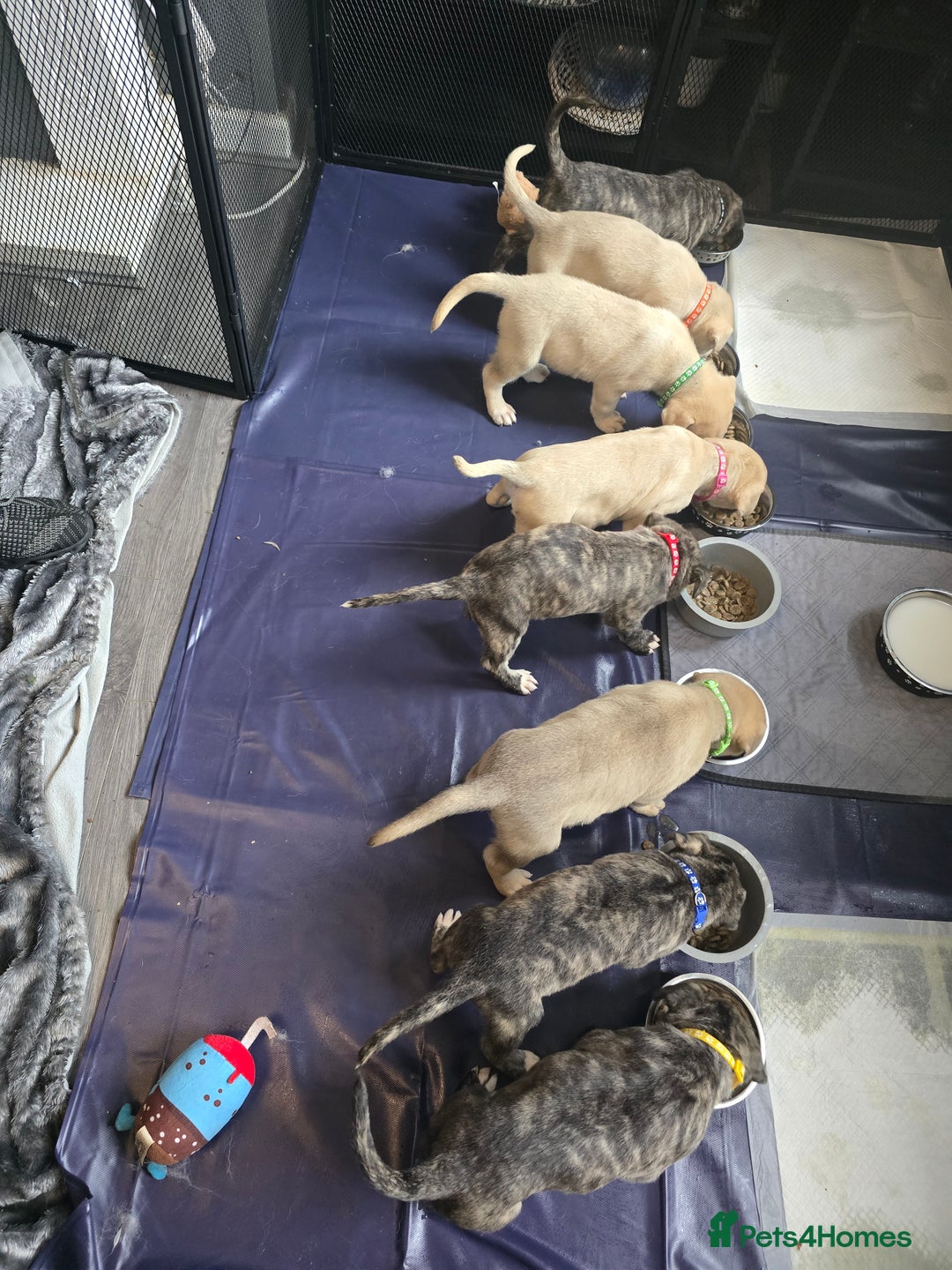 Mixed Breed dogs for sale: PEBBLES LEFTGerman shepherd cross puppies - Image 3