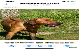 Rhodesian Ridgeback dogs for sale: Luca , 18 month old , wonderful boy - Image 2