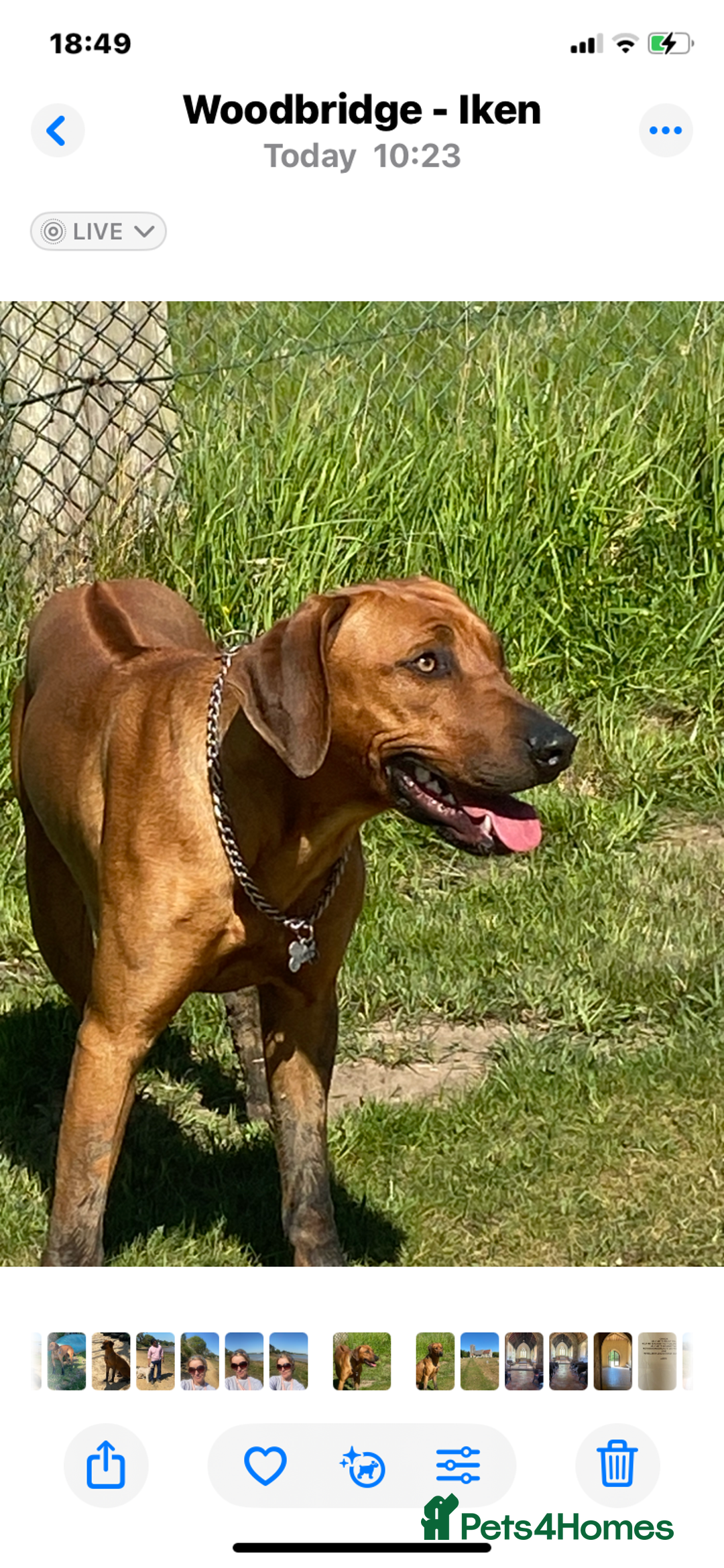 Rhodesian Ridgeback dogs for sale: Luca , 18 month old , wonderful boy - Image 2