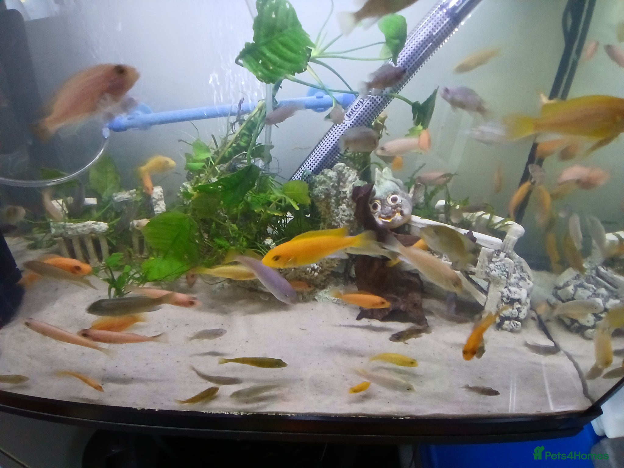 Cichlids fish African cichlids  - Advert 1