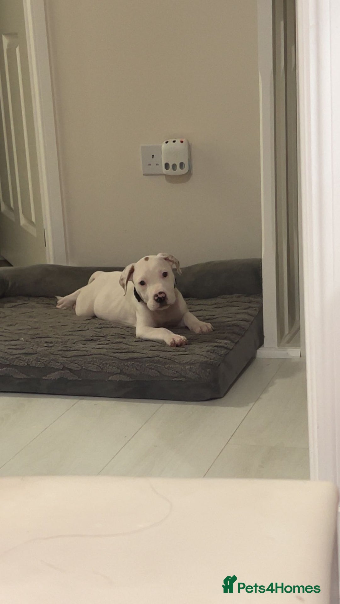 English Bulldog dogs for sale: Dogs  - Advert 2