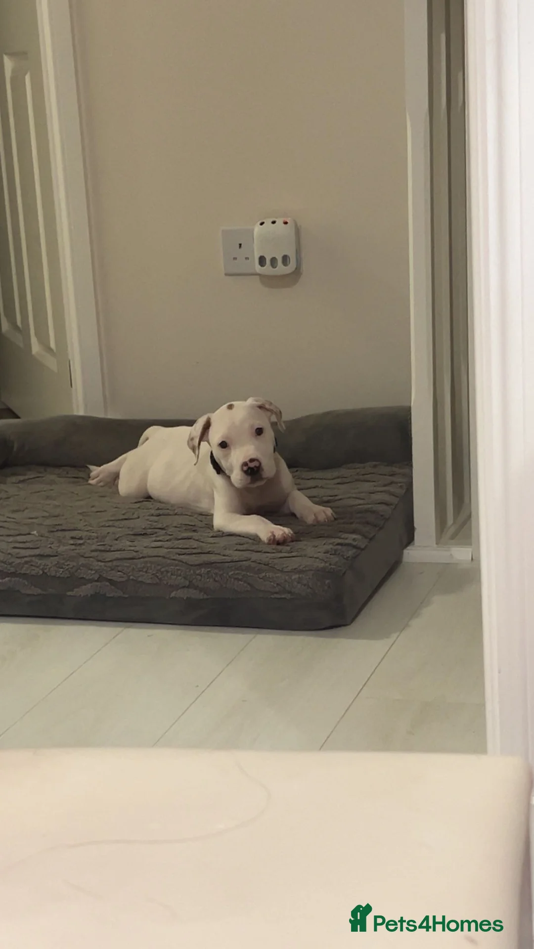 English Bulldog dogs for sale: Dogs  - Advert 2