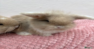 Mini Lop rabbits - Advert 3