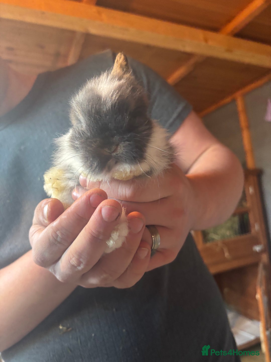 Lionhead rabbits for sale: Lion head bunnies available 🐰 - Advert 9