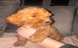Cavapoo dogs for sale: Cavapoo puppies  - Image 4