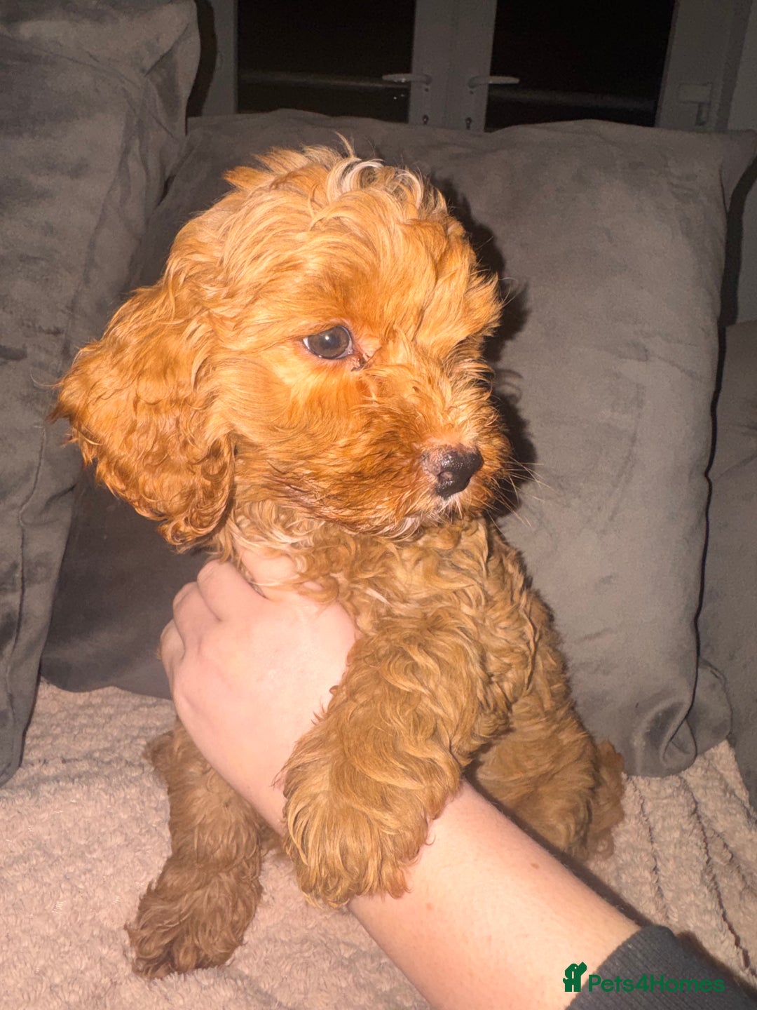 Cavapoo dogs for sale: Cavapoo puppies  - Image 4