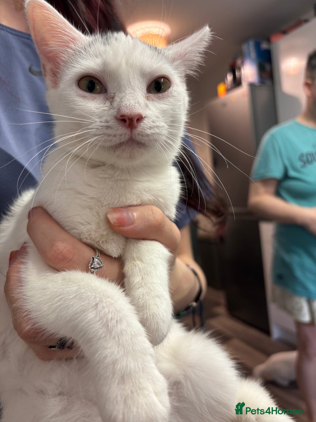 Mixed Breed cats for sale: 2 Beautiful Female Cats 6 months and 1 year old  - Image 1