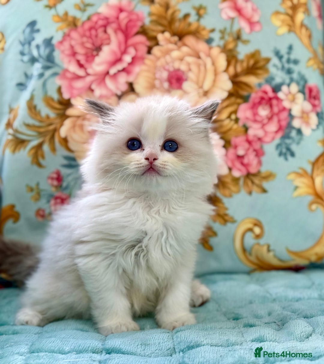 Ragdoll cats for sale: 3 blue bicolour boys  - Image 13