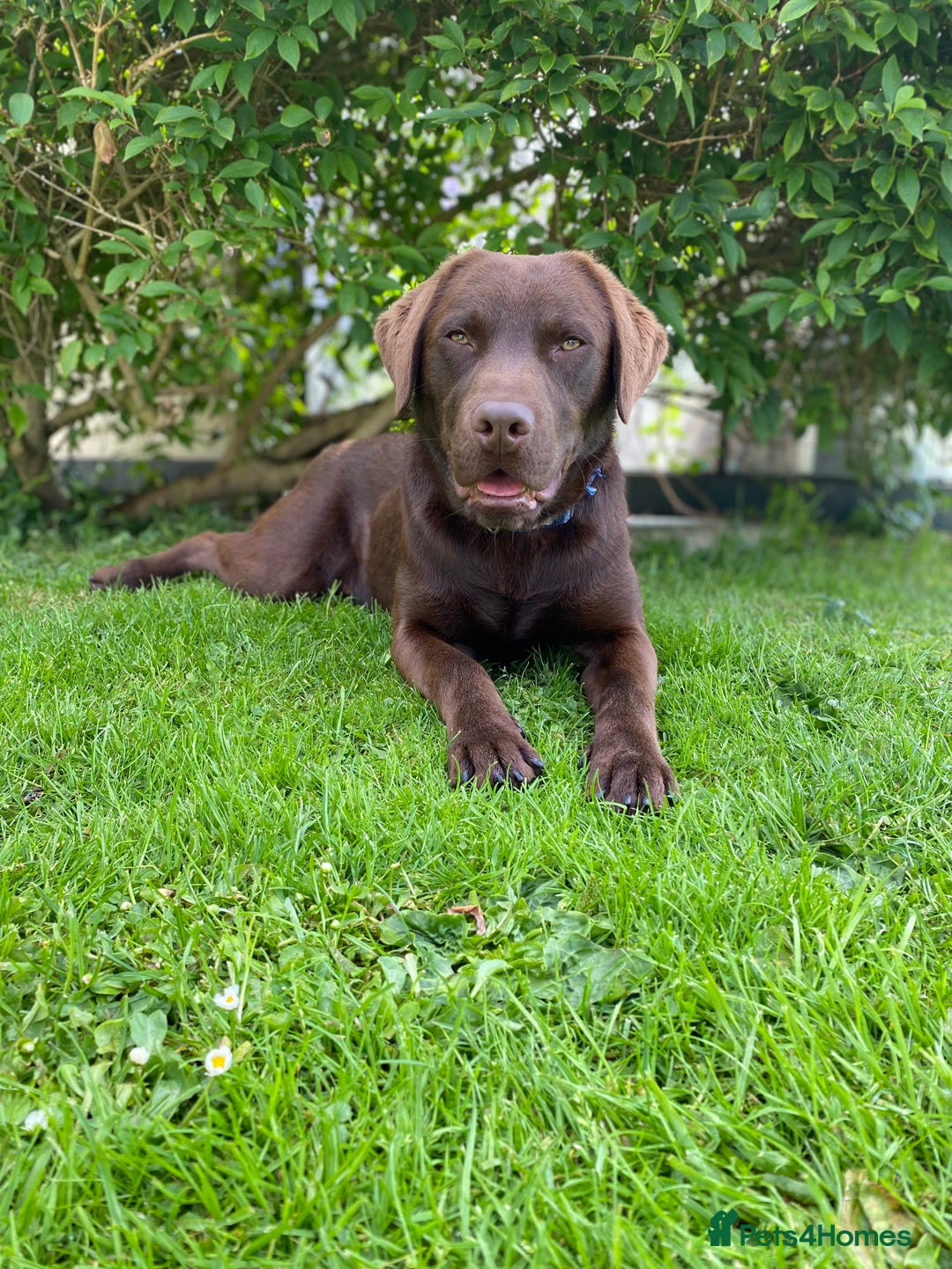 Labrador Retriever dogs for stud: Health Tested KC Registered Chocolate Labrador  in Wisbech - Image 14