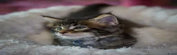 Maine Coon cats for sale: Gorgeous full breed Mainecoon kittens ready July  - Advert 11