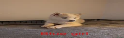 Siberian Husky dogs for sale: Beautifull Siberian Husky puppies - Advert 17