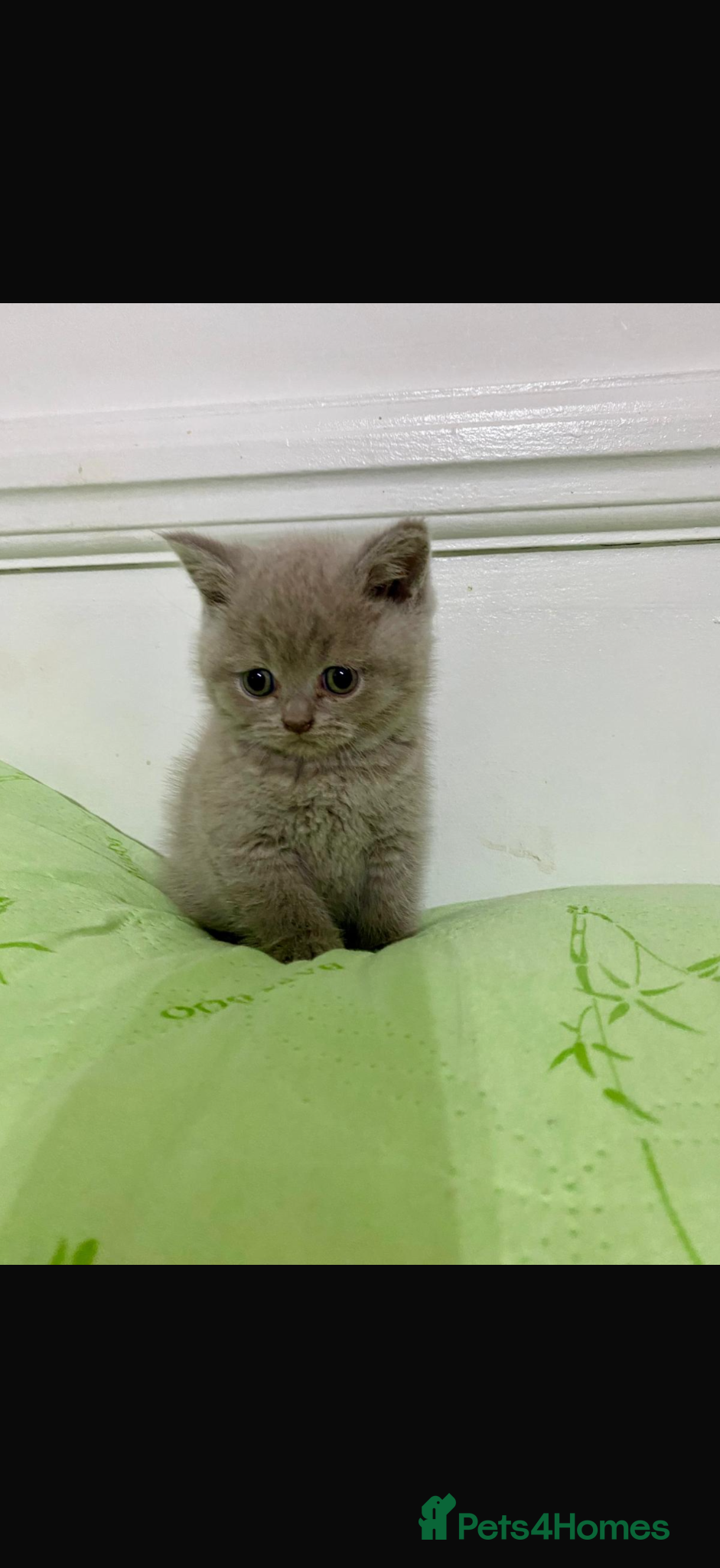 British Shorthair cats Adorable British Shorthair Kittens Ready to go - Advert 4