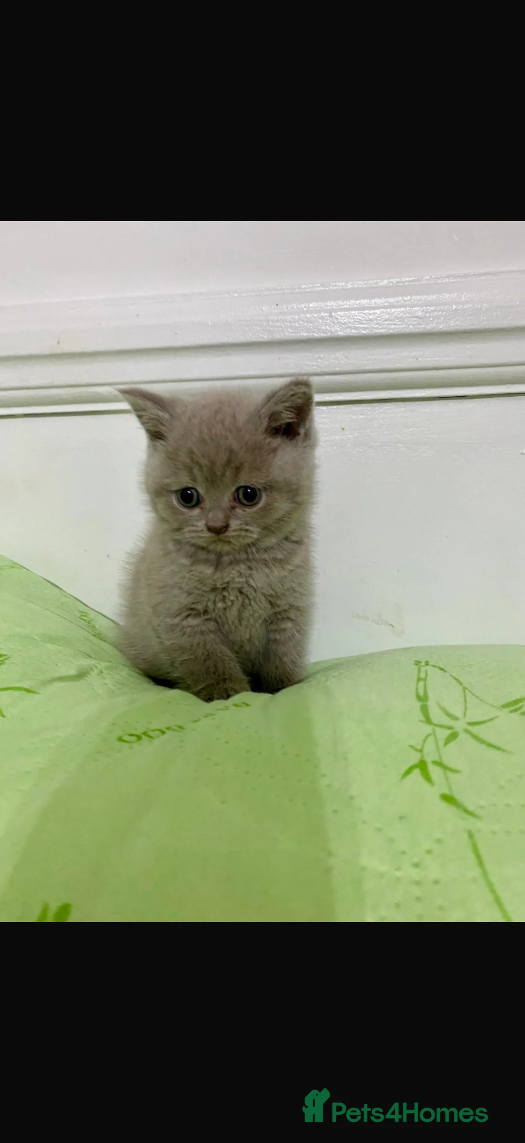 British Shorthair cats for sale: Adorable British Shorthair Kittens Ready to go in London - Advert 1