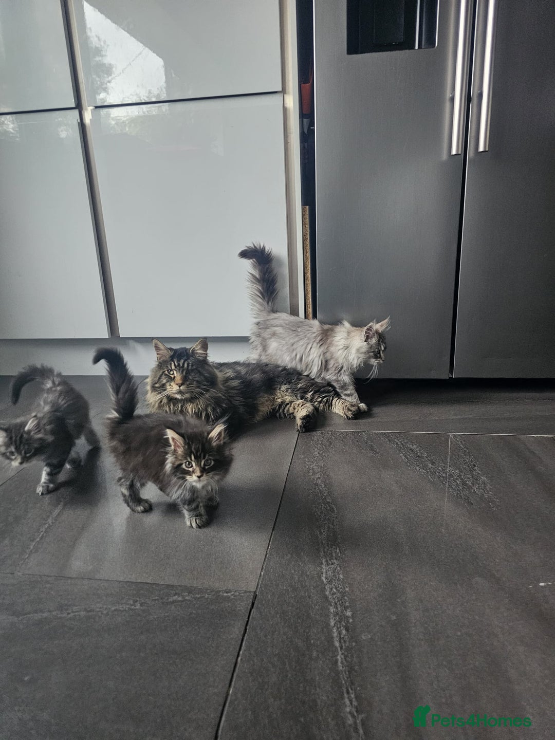 Maine Coon cats for sale: MAINE COON KITTENS - Advert 6