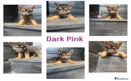 German Shepherd dogs for sale: REDUCED!! LAST short hair german shepherd female - Image 8