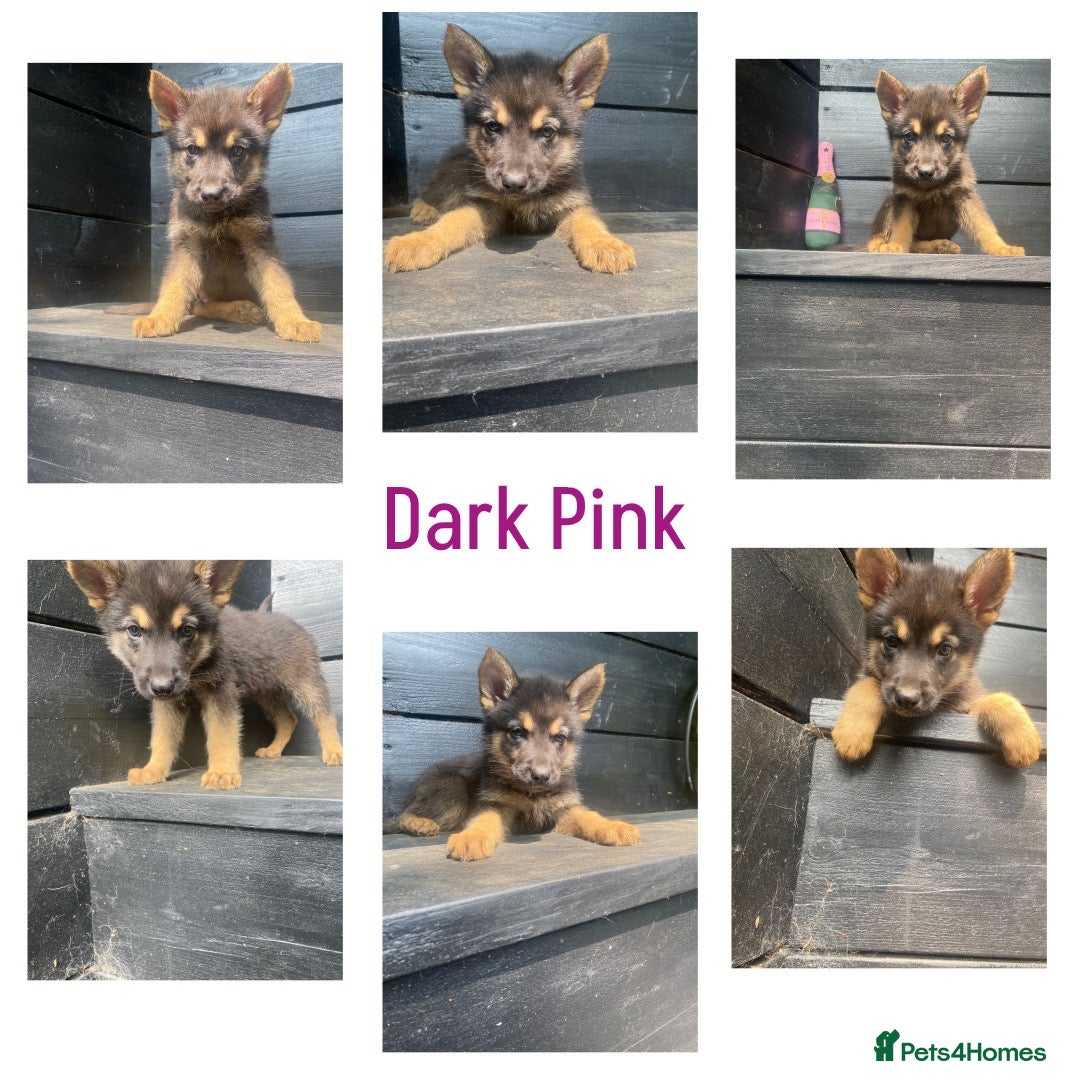 German Shepherd dogs for sale: REDUCED!! LAST short hair german shepherd female - Image 8