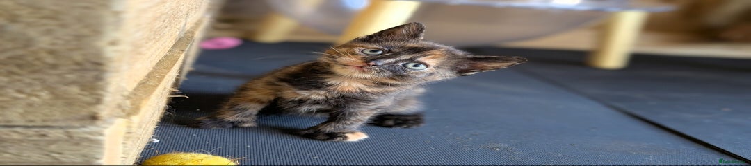 Tortie Poly Girl 