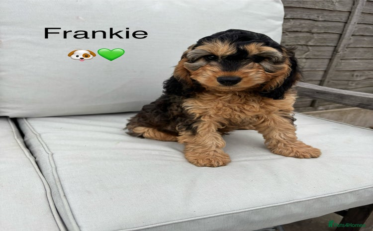 Cockapoo dogs in Denbigh - Advert 2