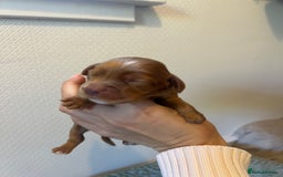 Cocker Spaniel dogs for sale: 🐶Cocker Spaniel Pups Looking for Forever Family🐶 - Image 34