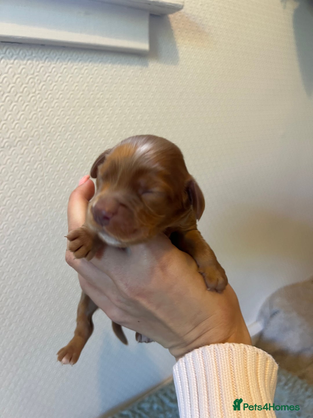 Cocker Spaniel dogs for sale: 🐶Cocker Spaniel Pups Looking for Forever Family🐶 - Image 34