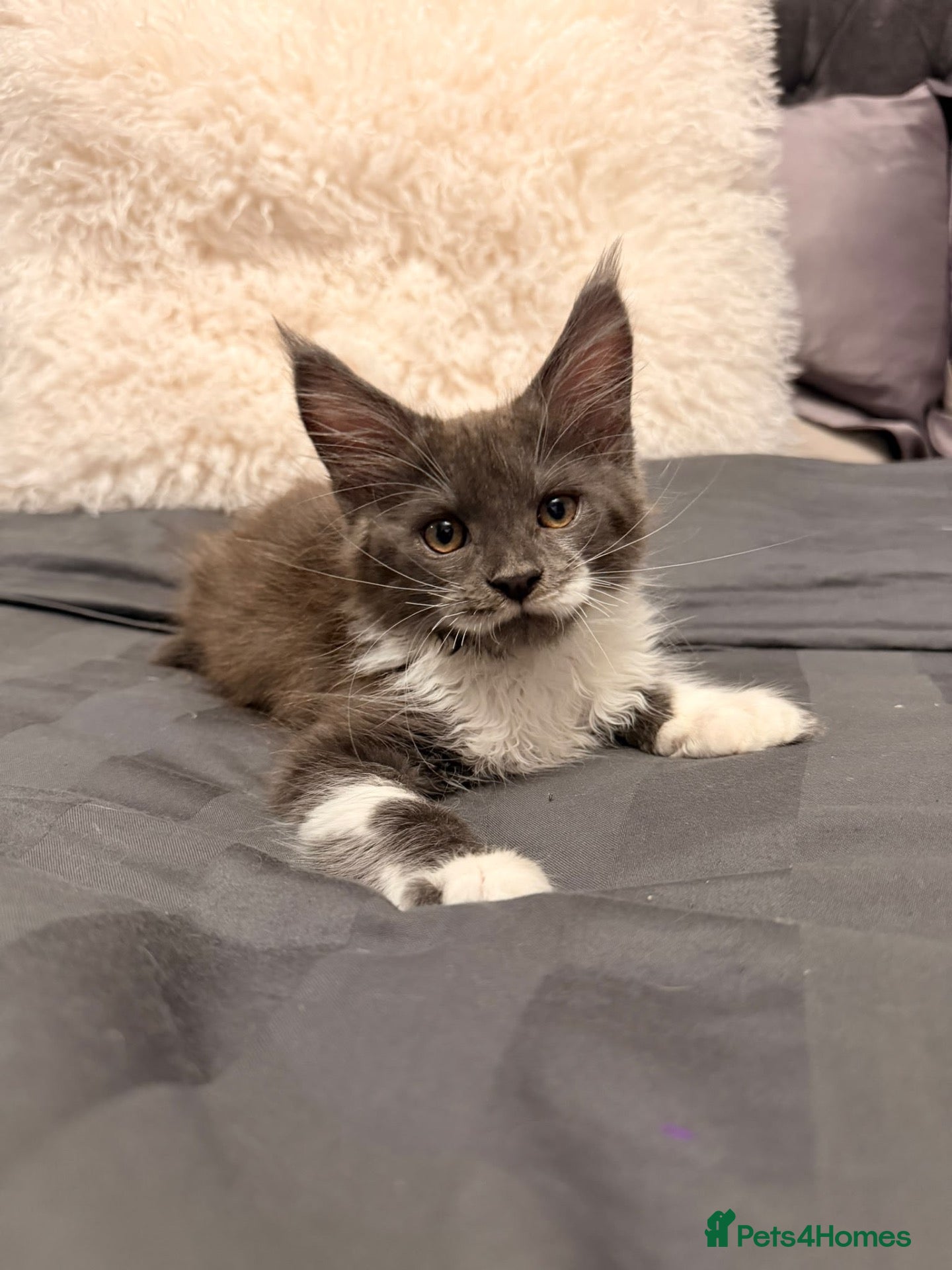 Maine Coon cats Stunning Maine Coon Litter Of Kittens  - Advert 12