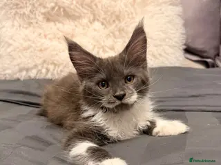 Maine Coon cats Stunning Maine Coon Litter Of Kittens - Advert 12
