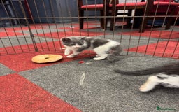Mixed Breed cats for sale: 5 beautiful kittens ready for new homes - Image 1