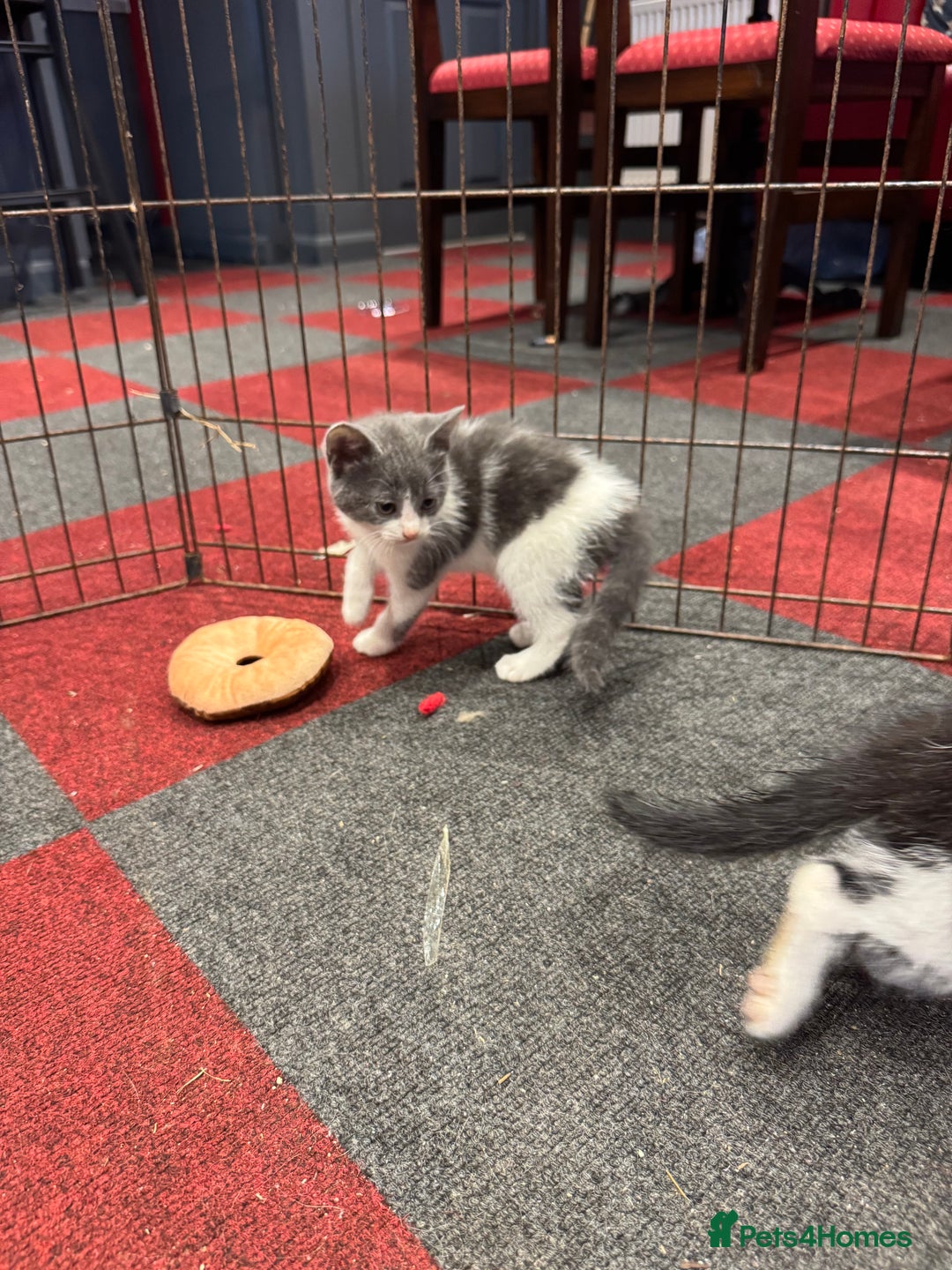 Mixed Breed cats for sale: 5 beautiful kittens ready for new homes - Image 1